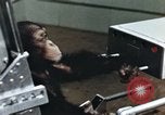 Image of training of chimpanzee New Mexico United States USA, 1960, second 57 stock footage video 65675065062