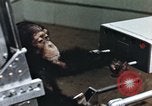 Image of training of chimpanzee New Mexico United States USA, 1960, second 58 stock footage video 65675065062
