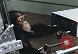 Image of training of chimpanzee New Mexico United States USA, 1960, second 59 stock footage video 65675065062