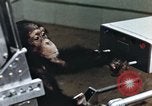 Image of training of chimpanzee New Mexico United States USA, 1960, second 60 stock footage video 65675065062