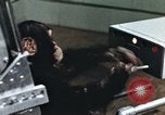 Immagine di Formazione di uno scimpanzé New Mexico United States USA, 1960, secondo 6 filmato di repertorio 65675065063