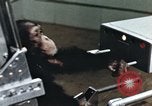 Immagine di Formazione di uno scimpanzé New Mexico United States USA, 1960, secondo 8 filmato di repertorio 65675065063