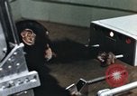 Immagine di Formazione di uno scimpanzé New Mexico United States USA, 1960, secondo 11 filmato di repertorio 65675065063