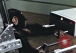 Immagine di Formazione di uno scimpanzé New Mexico United States USA, 1960, secondo 52 filmato di repertorio 65675065063