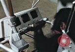 Standbild Ausbildung von Schimpansen New Mexico United States USA, 1960, aus Sekunde 12 historischem Filmmaterial Videoclip 65675065064