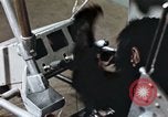Standbild Ausbildung von Schimpansen New Mexico United States USA, 1960, aus Sekunde 21 historischem Filmmaterial Videoclip 65675065064