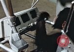Standbild Ausbildung von Schimpansen New Mexico United States USA, 1960, aus Sekunde 41 historischem Filmmaterial Videoclip 65675065064