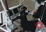 Standbild Ausbildung von Schimpansen New Mexico United States USA, 1960, aus Sekunde 53 historischem Filmmaterial Videoclip 65675065064