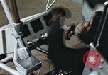 Standbild Ausbildung von Schimpansen New Mexico United States USA, 1960, aus Sekunde 55 historischem Filmmaterial Videoclip 65675065064