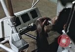 Standbild Ausbildung von Schimpansen New Mexico United States USA, 1960, aus Sekunde 56 historischem Filmmaterial Videoclip 65675065064