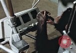 Standbild Ausbildung von Schimpansen New Mexico United States USA, 1960, aus Sekunde 57 historischem Filmmaterial Videoclip 65675065064