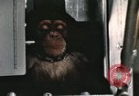 Image la formation du chimpanzé New Mexico United States USA, 1960, de la seconde 3 séquences d'archives historiques vidéo 65675065067