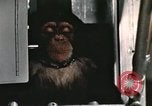 Image la formation du chimpanzé New Mexico United States USA, 1960, de la seconde 4 séquences d'archives historiques vidéo 65675065067