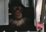 Image la formation du chimpanzé New Mexico United States USA, 1960, de la seconde 5 séquences d'archives historiques vidéo 65675065067