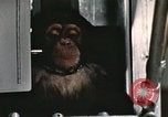 Image la formation du chimpanzé New Mexico United States USA, 1960, de la seconde 6 séquences d'archives historiques vidéo 65675065067