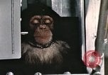 Image la formation du chimpanzé New Mexico United States USA, 1960, de la seconde 7 séquences d'archives historiques vidéo 65675065067