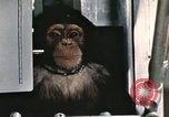 Image la formation du chimpanzé New Mexico United States USA, 1960, de la seconde 8 séquences d'archives historiques vidéo 65675065067