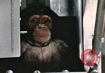 Image la formation du chimpanzé New Mexico United States USA, 1960, de la seconde 9 séquences d'archives historiques vidéo 65675065067