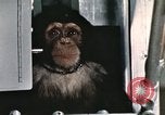 Image la formation du chimpanzé New Mexico United States USA, 1960, de la seconde 11 séquences d'archives historiques vidéo 65675065067