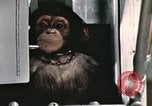 Image la formation du chimpanzé New Mexico United States USA, 1960, de la seconde 12 séquences d'archives historiques vidéo 65675065067