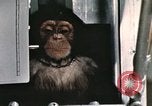 Image la formation du chimpanzé New Mexico United States USA, 1960, de la seconde 14 séquences d'archives historiques vidéo 65675065067