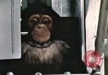 Image la formation du chimpanzé New Mexico United States USA, 1960, de la seconde 18 séquences d'archives historiques vidéo 65675065067