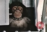 Image la formation du chimpanzé New Mexico United States USA, 1960, de la seconde 23 séquences d'archives historiques vidéo 65675065067
