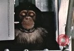 Image la formation du chimpanzé New Mexico United States USA, 1960, de la seconde 27 séquences d'archives historiques vidéo 65675065067