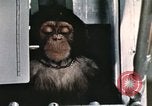 Image la formation du chimpanzé New Mexico United States USA, 1960, de la seconde 28 séquences d'archives historiques vidéo 65675065067