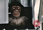 Image la formation du chimpanzé New Mexico United States USA, 1960, de la seconde 29 séquences d'archives historiques vidéo 65675065067