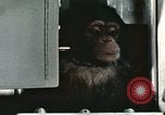 Image la formation du chimpanzé New Mexico United States USA, 1960, de la seconde 31 séquences d'archives historiques vidéo 65675065067