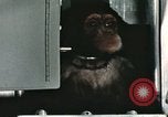 Image la formation du chimpanzé New Mexico United States USA, 1960, de la seconde 32 séquences d'archives historiques vidéo 65675065067