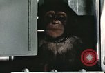 Image la formation du chimpanzé New Mexico United States USA, 1960, de la seconde 33 séquences d'archives historiques vidéo 65675065067