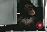 Image la formation du chimpanzé New Mexico United States USA, 1960, de la seconde 34 séquences d'archives historiques vidéo 65675065067