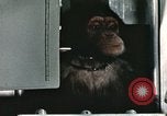 Image la formation du chimpanzé New Mexico United States USA, 1960, de la seconde 35 séquences d'archives historiques vidéo 65675065067
