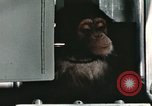 Image la formation du chimpanzé New Mexico United States USA, 1960, de la seconde 36 séquences d'archives historiques vidéo 65675065067