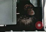 Image la formation du chimpanzé New Mexico United States USA, 1960, de la seconde 37 séquences d'archives historiques vidéo 65675065067