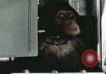 Image la formation du chimpanzé New Mexico United States USA, 1960, de la seconde 38 séquences d'archives historiques vidéo 65675065067