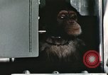 Image la formation du chimpanzé New Mexico United States USA, 1960, de la seconde 39 séquences d'archives historiques vidéo 65675065067
