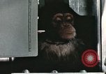 Image la formation du chimpanzé New Mexico United States USA, 1960, de la seconde 40 séquences d'archives historiques vidéo 65675065067