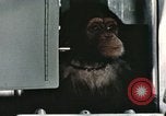 Image la formation du chimpanzé New Mexico United States USA, 1960, de la seconde 41 séquences d'archives historiques vidéo 65675065067