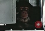Image la formation du chimpanzé New Mexico United States USA, 1960, de la seconde 43 séquences d'archives historiques vidéo 65675065067