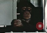 Image la formation du chimpanzé New Mexico United States USA, 1960, de la seconde 44 séquences d'archives historiques vidéo 65675065067