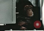 Image la formation du chimpanzé New Mexico United States USA, 1960, de la seconde 46 séquences d'archives historiques vidéo 65675065067