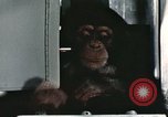 Image la formation du chimpanzé New Mexico United States USA, 1960, de la seconde 47 séquences d'archives historiques vidéo 65675065067