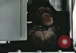 Image la formation du chimpanzé New Mexico United States USA, 1960, de la seconde 52 séquences d'archives historiques vidéo 65675065067