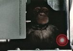 Image la formation du chimpanzé New Mexico United States USA, 1960, de la seconde 53 séquences d'archives historiques vidéo 65675065067