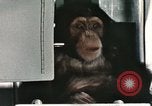 Image la formation du chimpanzé New Mexico United States USA, 1960, de la seconde 54 séquences d'archives historiques vidéo 65675065067