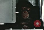 Image la formation du chimpanzé New Mexico United States USA, 1960, de la seconde 55 séquences d'archives historiques vidéo 65675065067