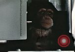 Image la formation du chimpanzé New Mexico United States USA, 1960, de la seconde 56 séquences d'archives historiques vidéo 65675065067